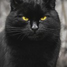 Кот