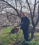 Ромашка