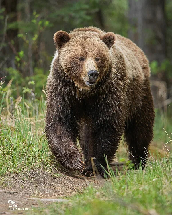 Медведь