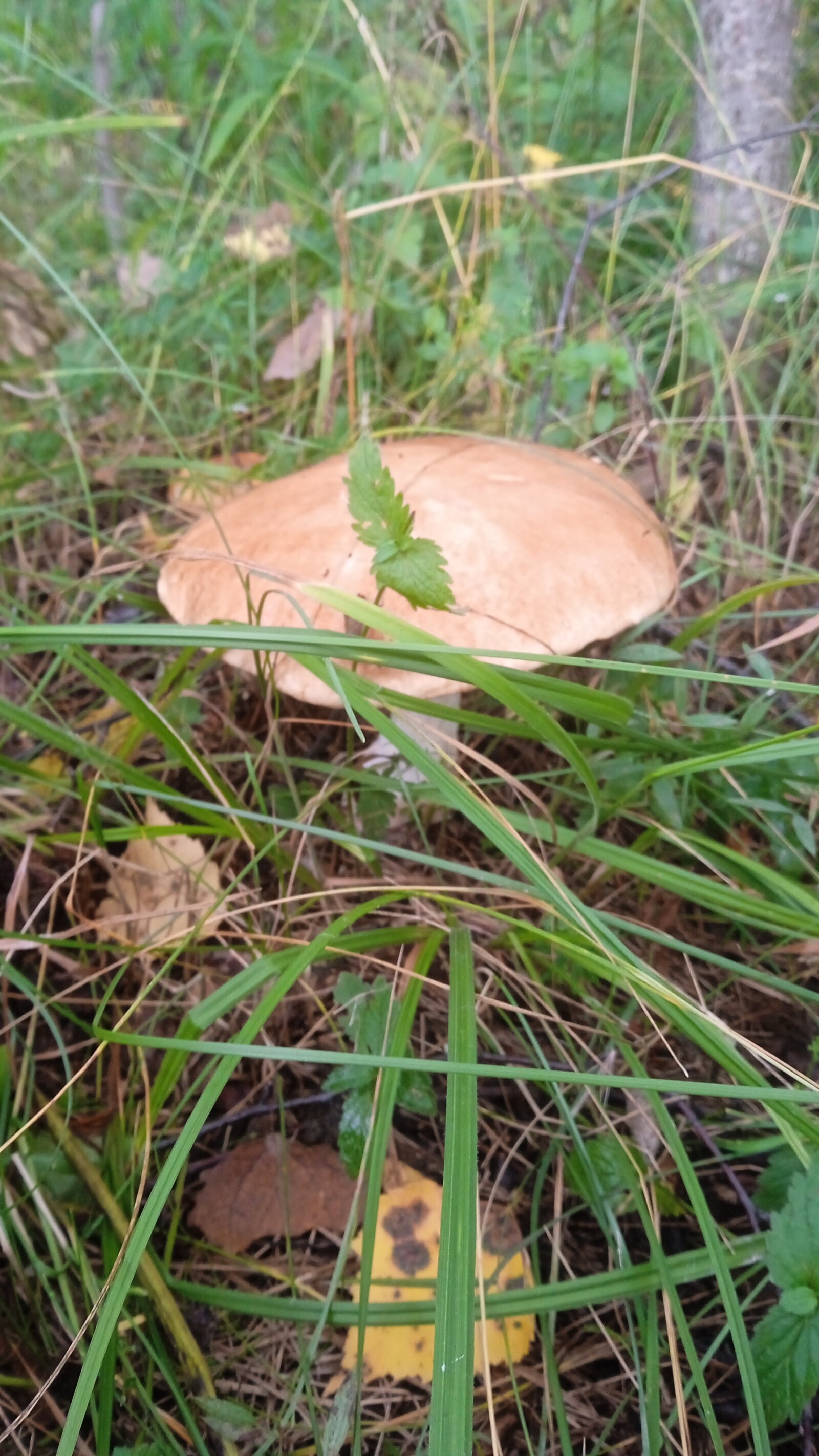 Куни